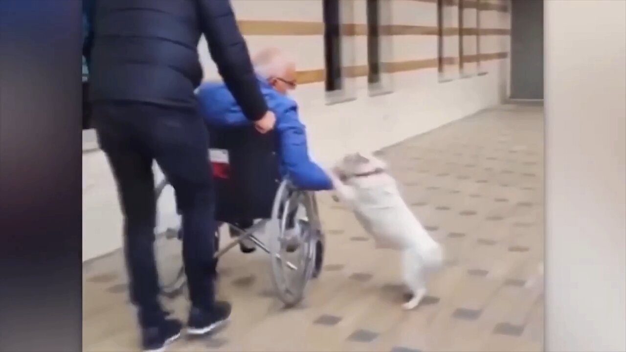 Dog is on duty at the hospital door waiting for the hospitalized owner