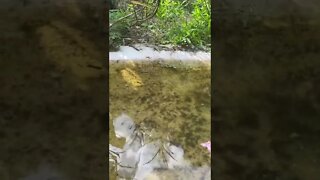 Swimming Tree Frog