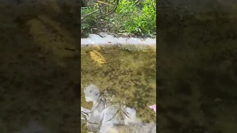 Swimming Tree Frog