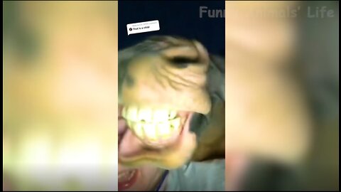 Best Funny Videos- Animal 2021