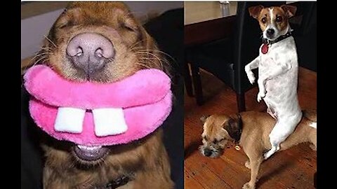 Laugh all you want with this hilarious compilation of animal fails #14