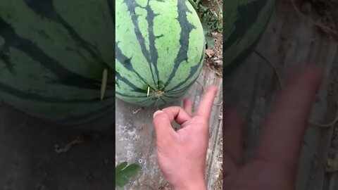 Best Oddly Satisfying Video for Stress Relief #Shorts #oddlysatisfying #relaxing #asmr(4)