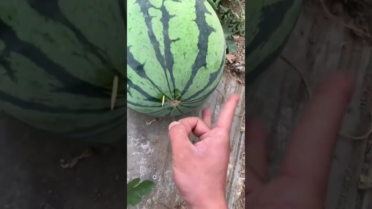 Best Oddly Satisfying Video for Stress Relief #Shorts #oddlysatisfying #relaxing #asmr(4)