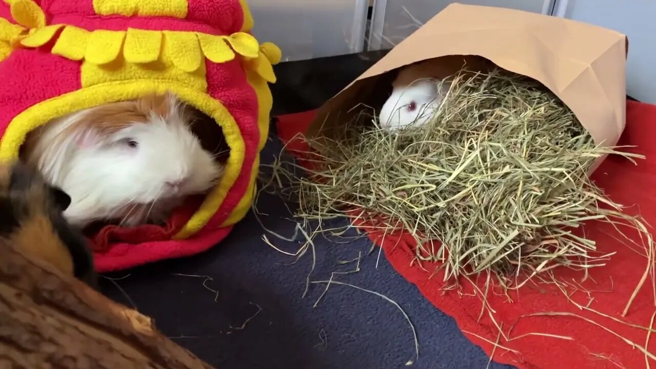 Guinea pigs explore their clean home