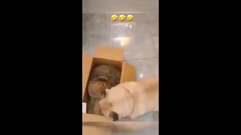 dog and cat funny fighting