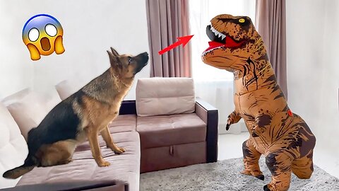 Dogs Reaction To Crazy Things 🐶😹 - Funniest Animals 2023 | funnyanimalvideo