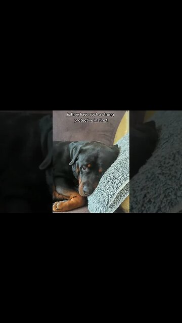 LIVING WITH A ROTTWEILER | Guard Dog