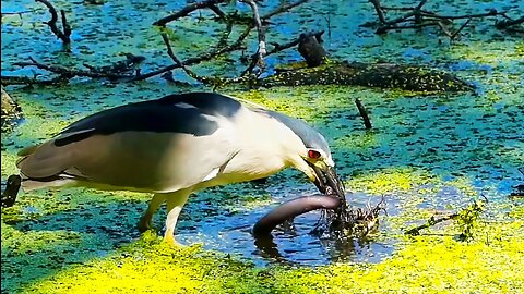 BLACK-CROWNED NIGHT HERON EATS EEL-LIKE SALAMANDER