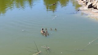 Duck and ducklings