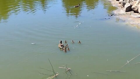 Duck and ducklings