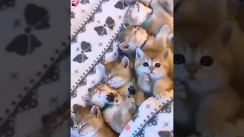 cute cat videos 😹 funny videos 😂 951 😻#shorts #shortsfunny #cutecat #catvideos #cats #catscare #cat