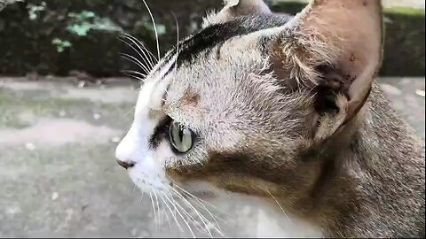 The insensitive cat
