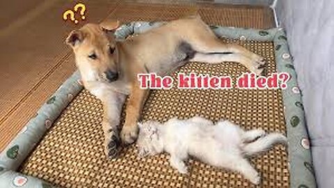 The dog suspects that the kitten is dead! How does the dog react?Dogs get sad.Funny and cute animals