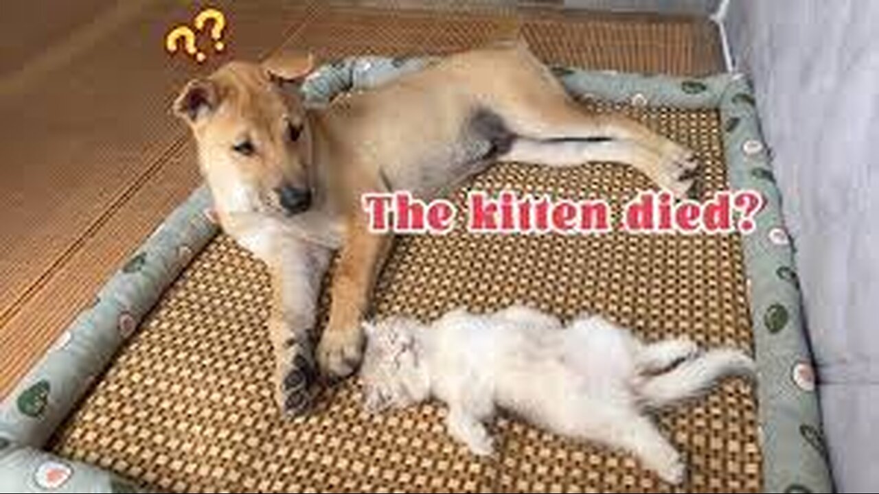 The dog suspects that the kitten is dead! How does the dog react?Dogs get sad.Funny and cute animals