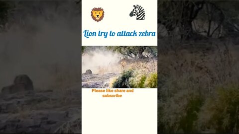 Lion try to attack zebra 🦓#rumble, #rumbles