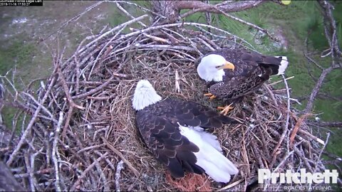With M by her side, Harriet lays egglet #2. Congratulations 11-15-19 5:58 pm