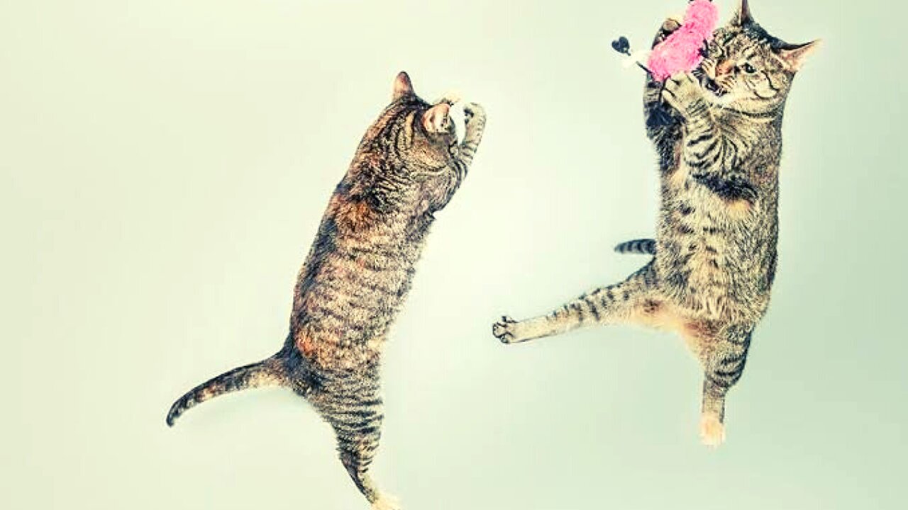 Funny animals - Funny cats / dogs - Funny animal videos