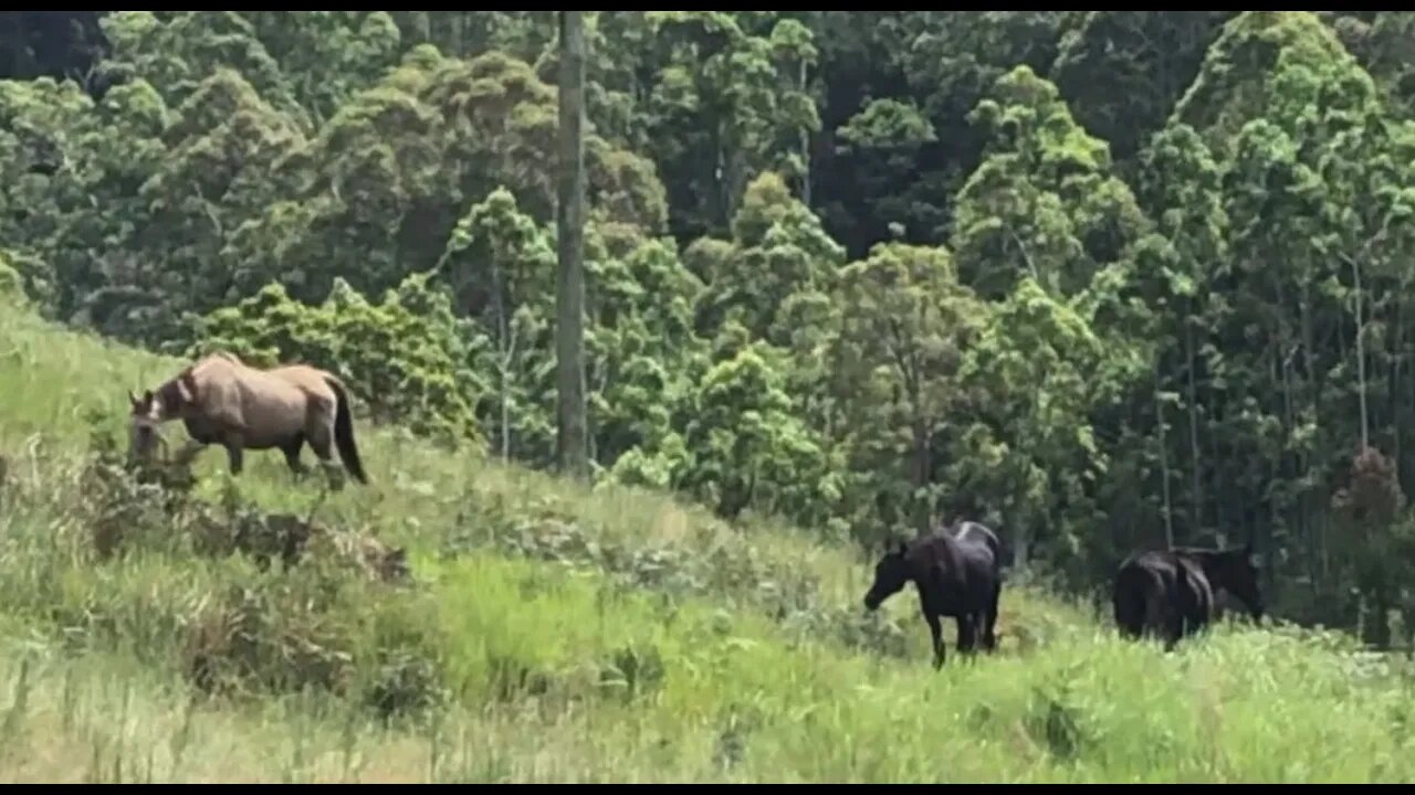 A little visit with the horses in their new paddock
