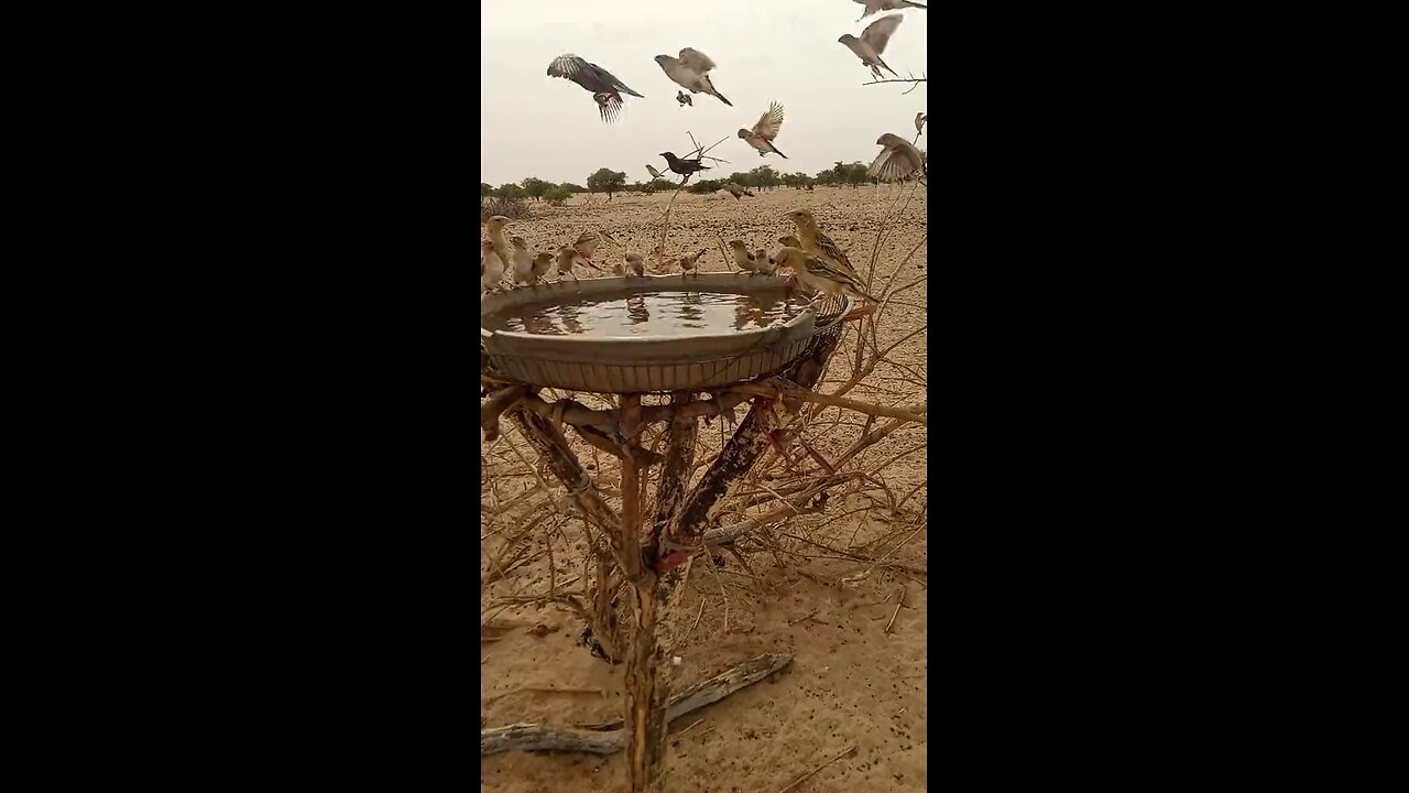 The most beautiful moment in my life is when I pour water for birds in the wild