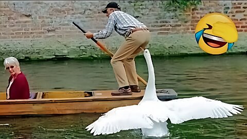 Best_Funny_Animal_Videos_Of_The_2022_🤣_-_Funny_Wild_And_Farm_Animals_Videos_🐴🦍
