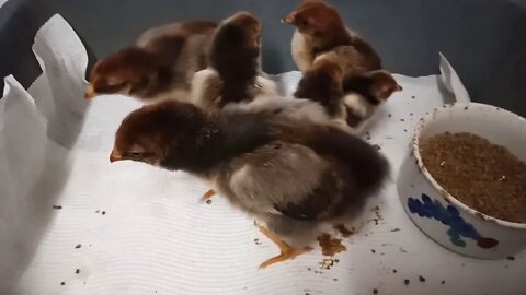 Gold Laced Wyandotte cross Chicks, and now there are 6 ( 03/06/2020 ) ( Video 5 )