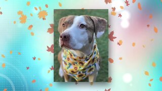 Pick of The Litter: Maribel