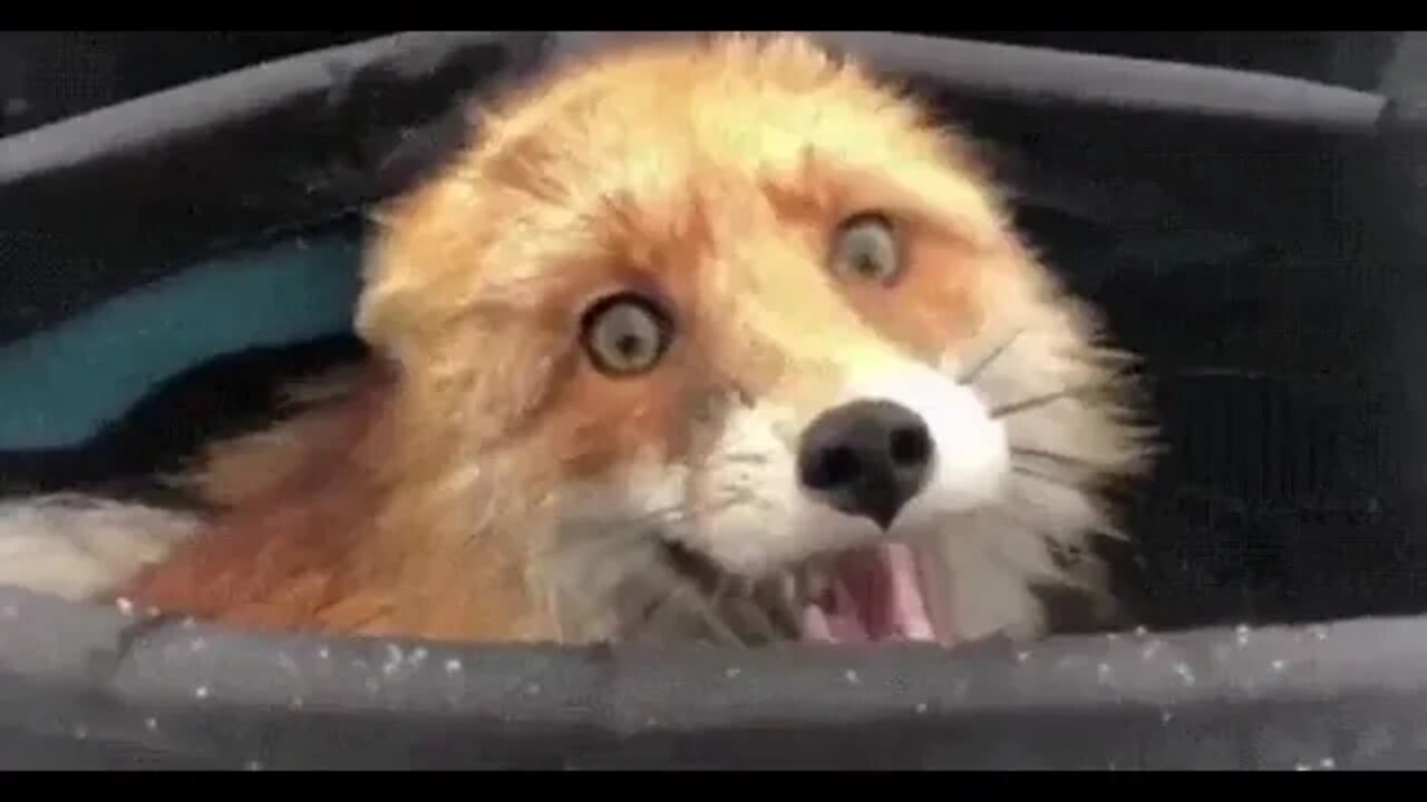 Wild Fox discovered in a fisherman’s bag after eating all the Fish