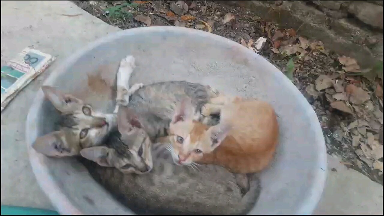 Indian cats