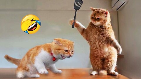 Funniest Cats and Dogs 😺🐶 Funny Animals 2023 😂