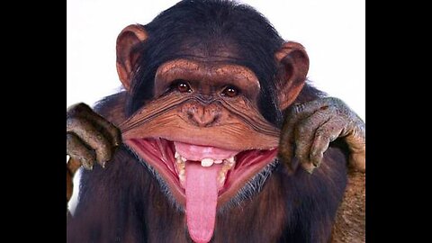 Laugh a Lot With The Funny Moments Of Monkeys