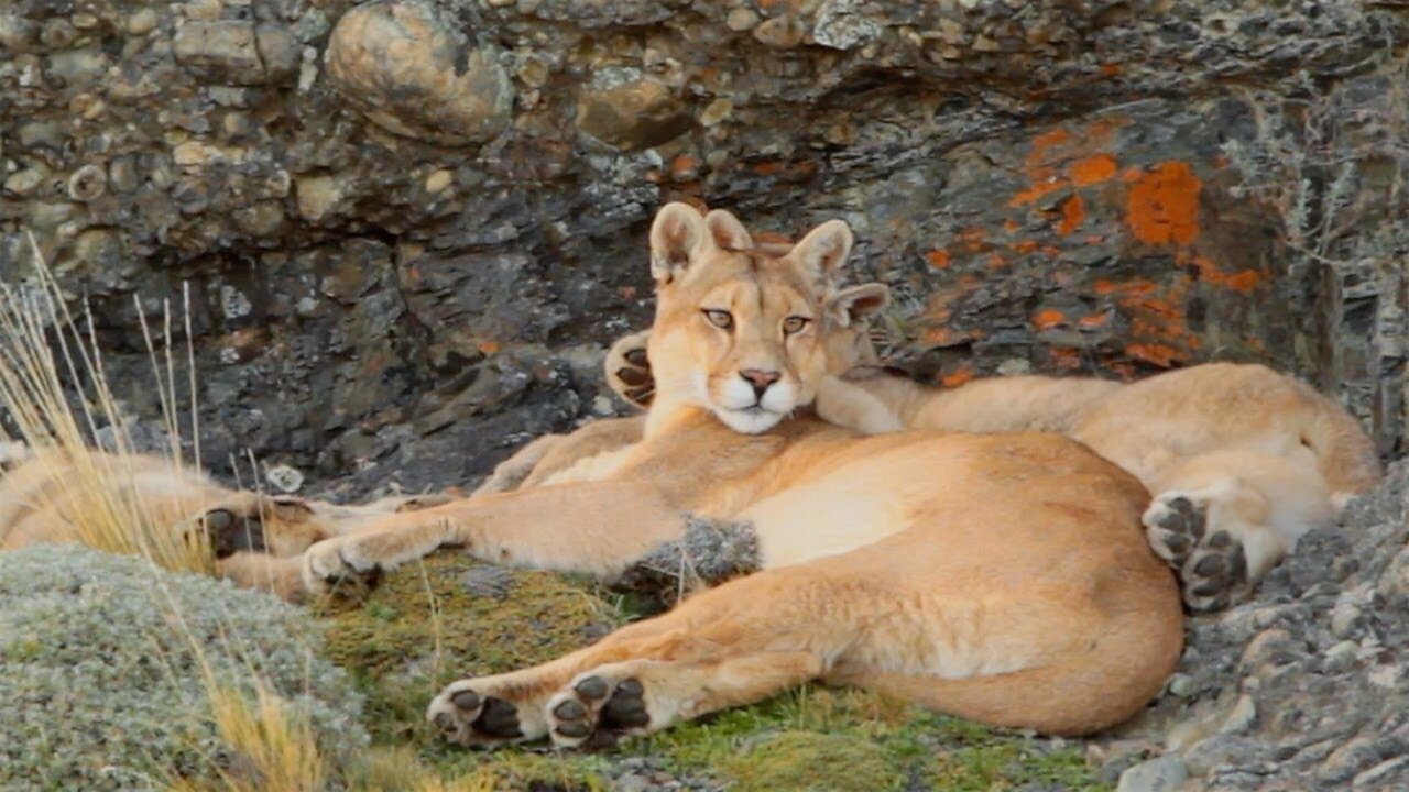 The Lives of Pumas, Eagles, Whales and More - Relax With Nature - The Wild Place - BBC Earth