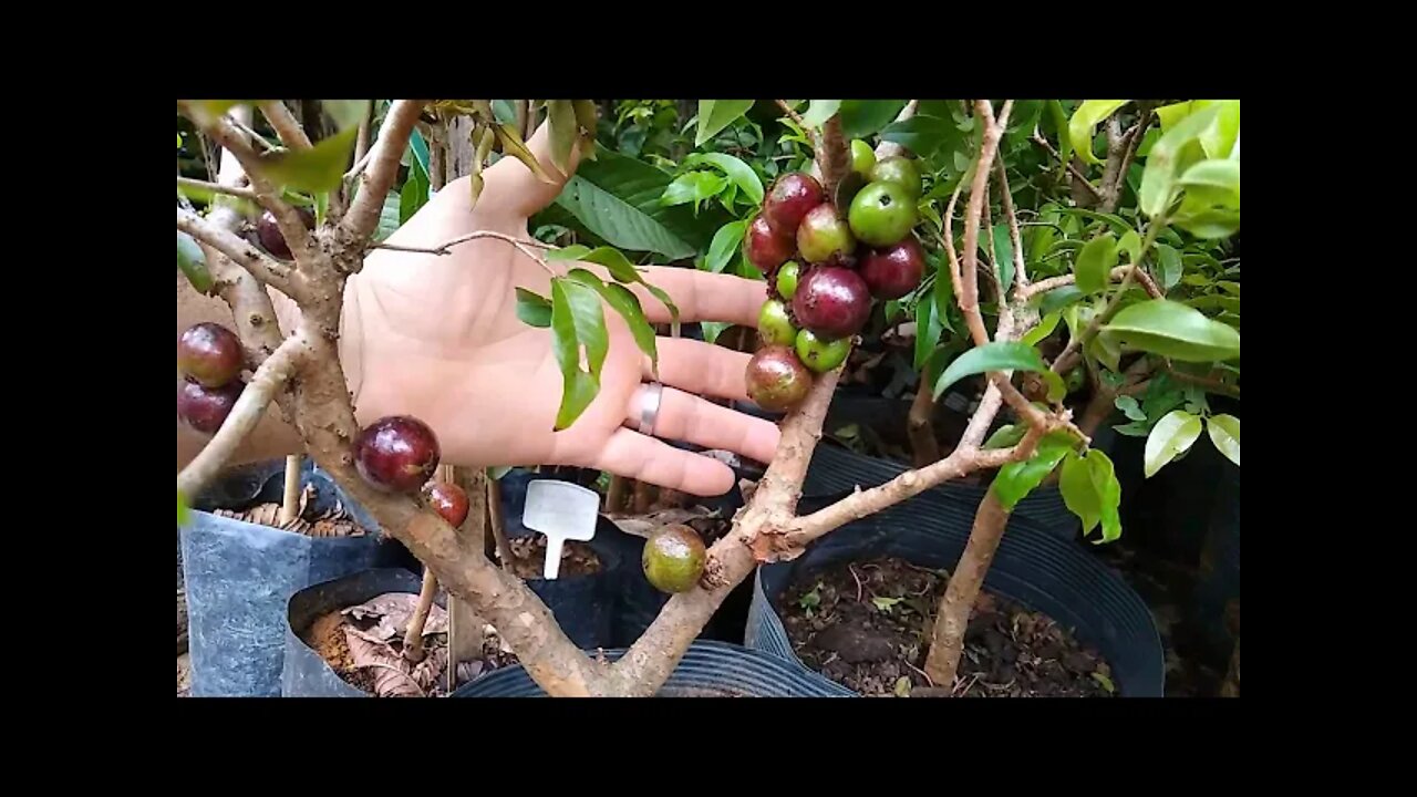 jabuticabeira produzindo em vaso a 60,00 a venda em Niterói RJ e dicas