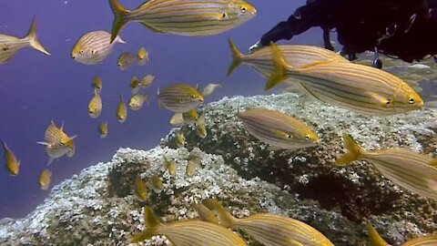 Beautiful underwater environment video