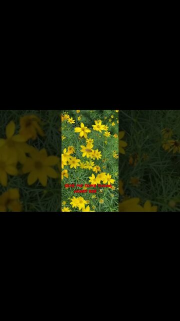 #HoneyBee busy at work. #Shorts, #Honey, #ShortsVideo, #Bee