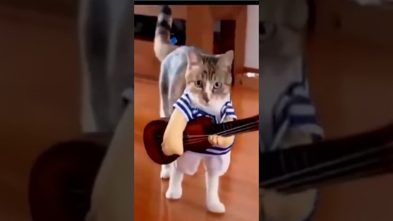 Funny Cat Videos