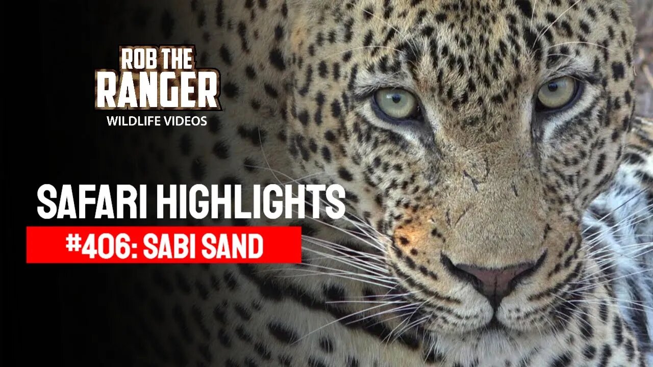 Safari Highlights #406: 06 - 08 May 2016 | Sabi Sand Wildtuin | Latest Wildlife Sightings
