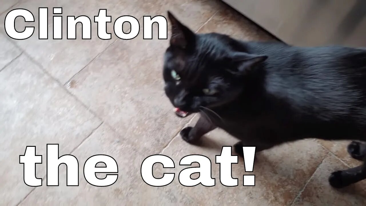 Clinton the cat