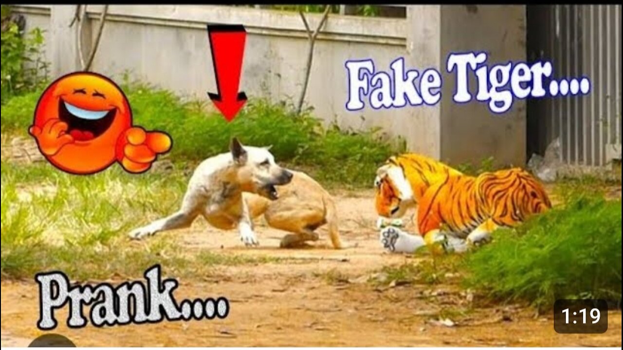 try not to laugh 🤣 animal funny video 😺 pets and dogs funny video 😂😻