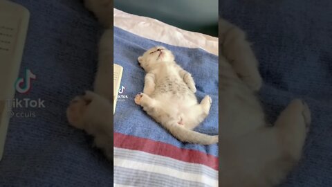 Tiktok Cute and adorable Kitten Sleeping in Weird Way 😂