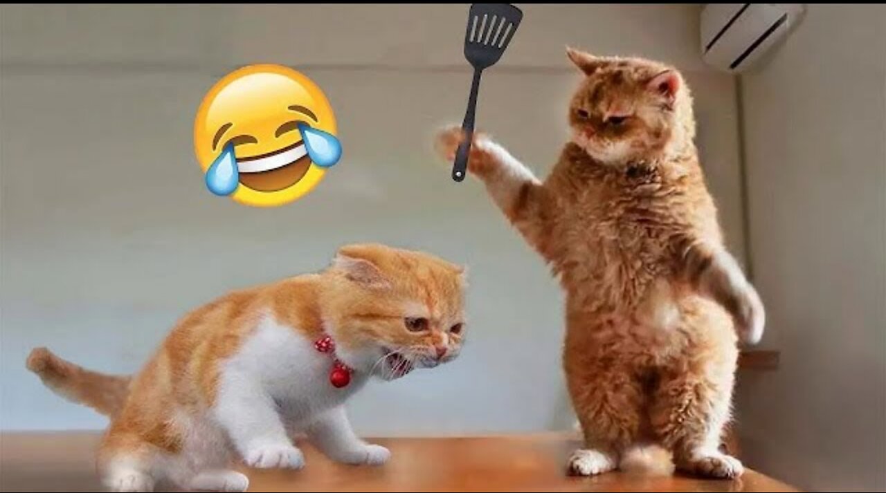 Funniest cats memes 😂😂😂😆