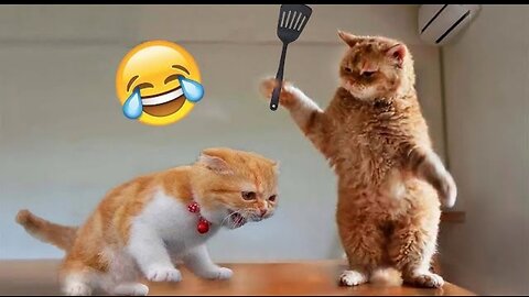 Funniest cats memes 😂😂😂😆