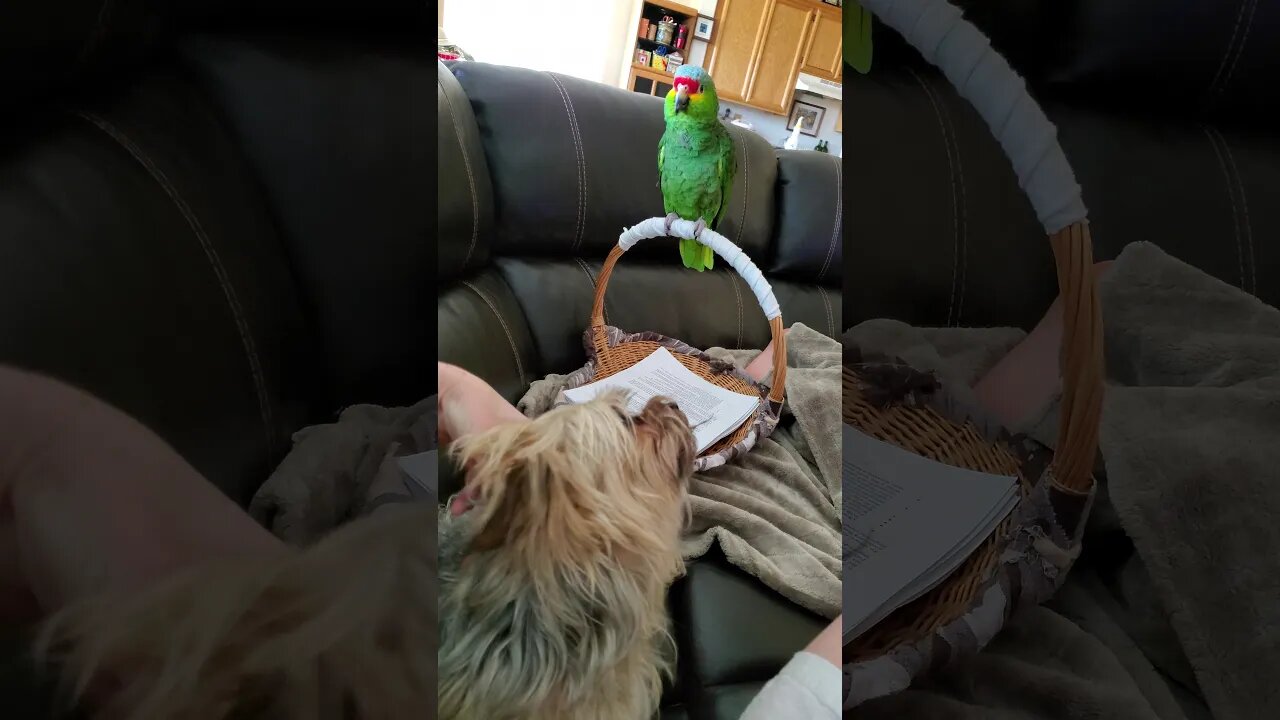 Gus the Red Lored Amazon Parrot percing on a basket. July 15, 2020