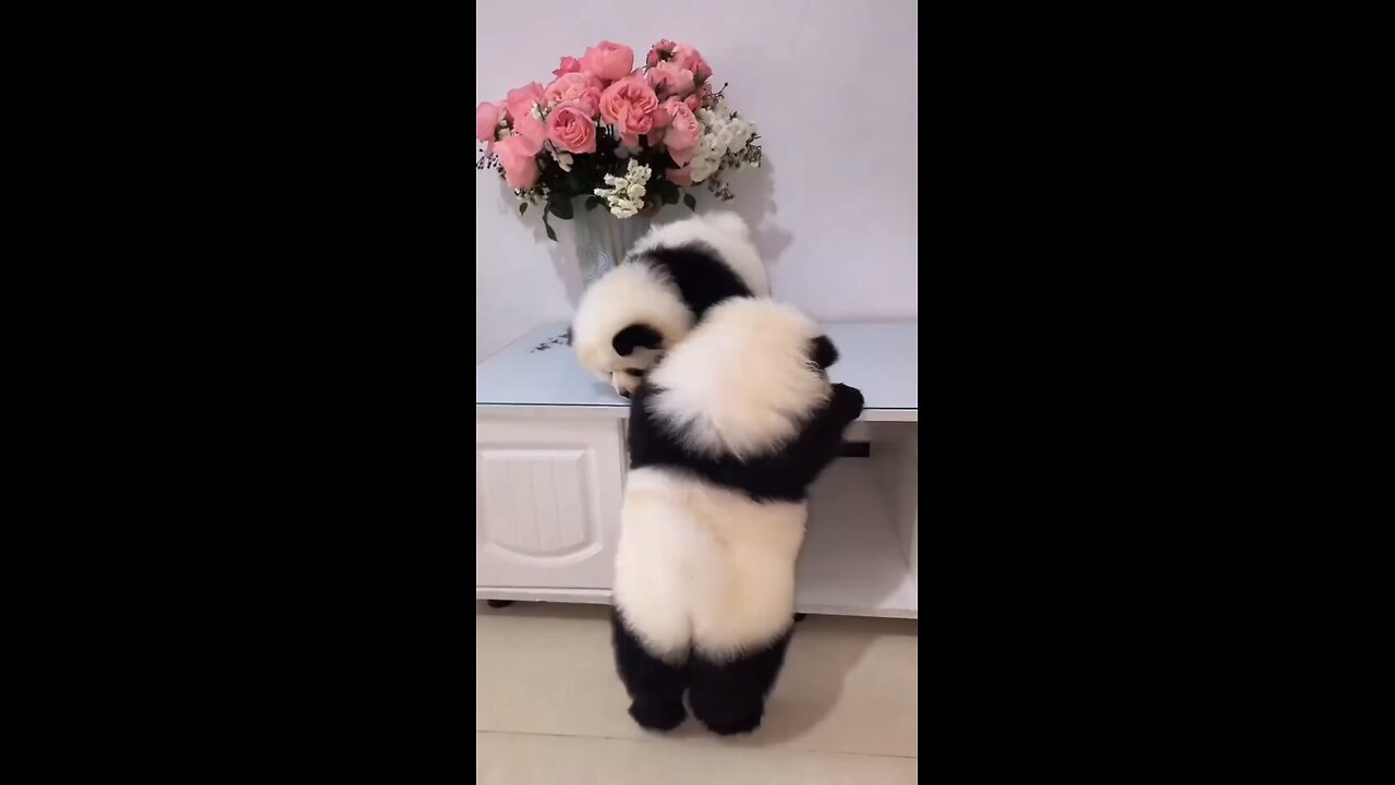 I’m not a Puppy I’m a Panda