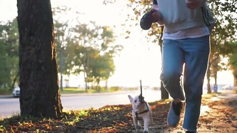 Young happy woman playing with little cute french bulldog on the road during sunset at autumn74