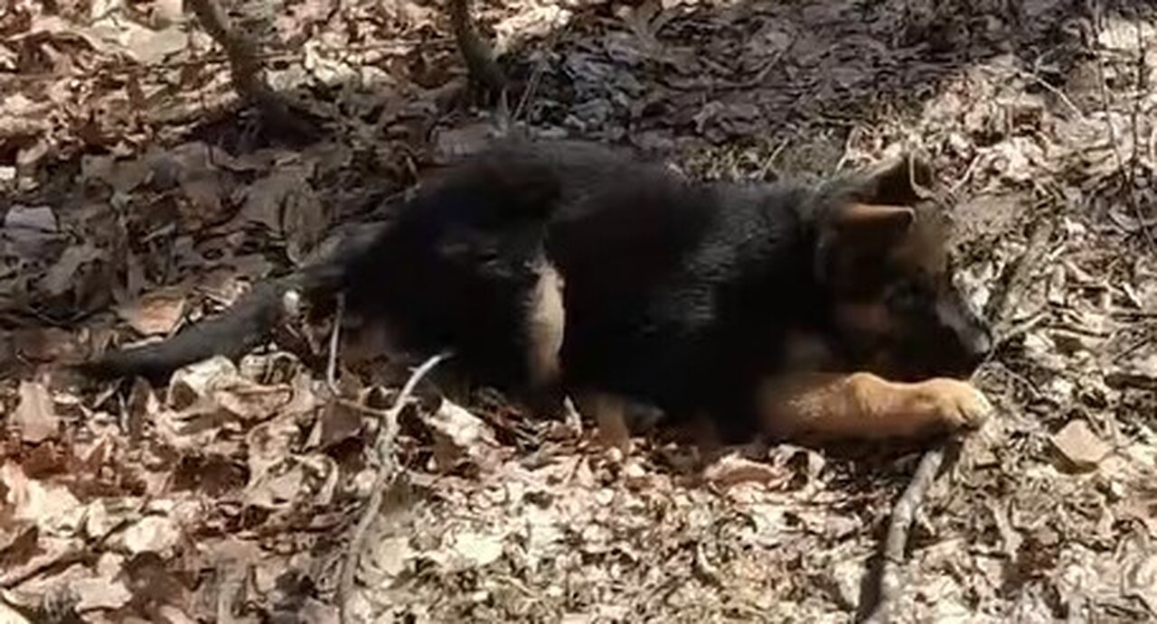 Rio loves his sticks on walks