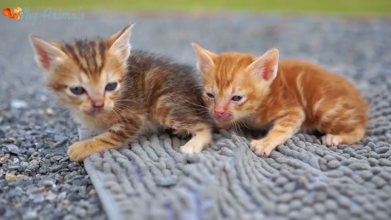 Kittens run around animals_ cows, chickens, elephants, ducks - cat sounds