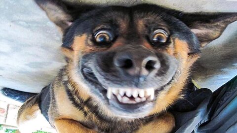 Try not to laugh - Top 10 dogs born to make your day!!!