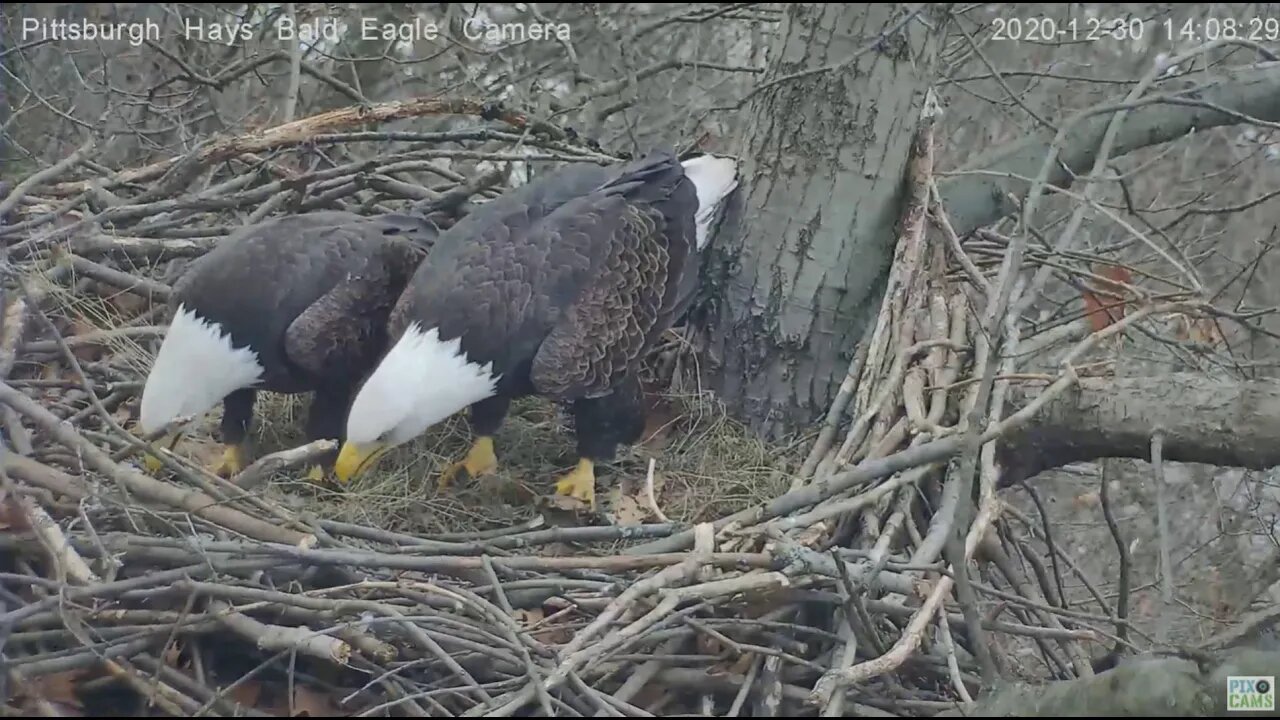 Hays Eagles Mom and Dad stick wars 2020 12 30 208pm