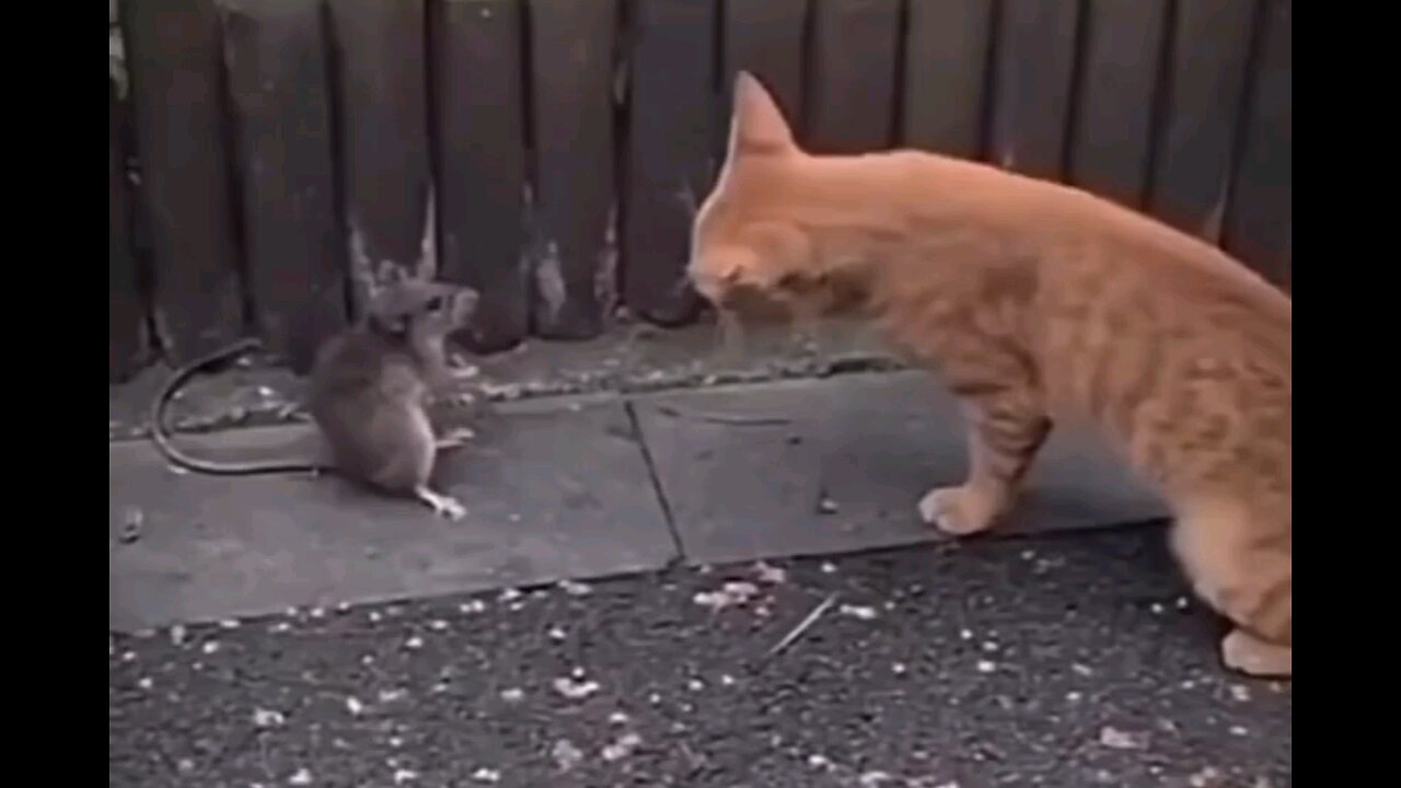 cat vs rat fight 🤣😂funny moments😂