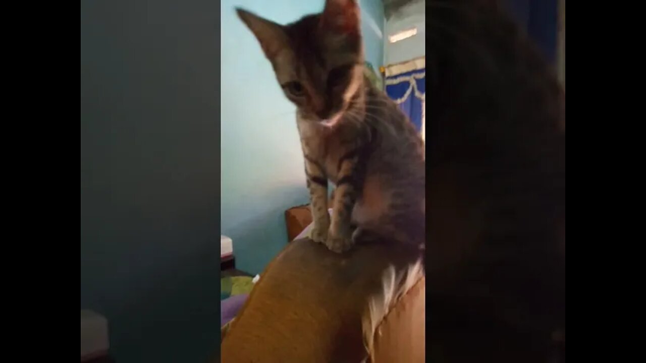 kucing